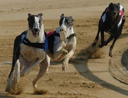 Diskvalifikace_Czech_Greyhound_Racing_Federation_image110.jpg