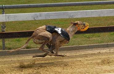 dostihova_draha_Praskacka_Czech_Greyhound_Racing_Federation_image010.jpg