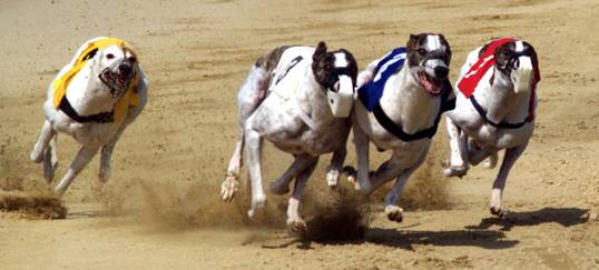 dostihova_draha_Praskacka_Czech_Greyhound_Racing_Federation_image026.jpg