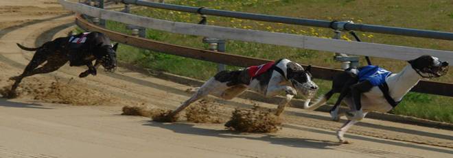 dostihova_draha_Praskacka_Czech_Greyhound_Racing_Federation_image028.jpg