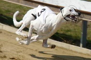 dostihova_draha_Praskacka_Czech_Greyhound_Racing_Federation_image044.jpg