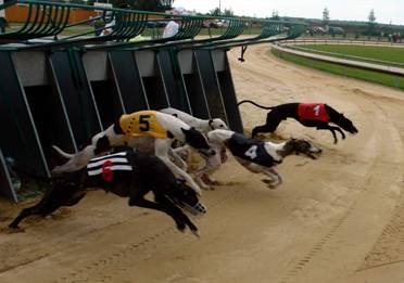 dostihova_draha_Praskacka_Czech_Greyhound_Racing_Federation_image046.jpg