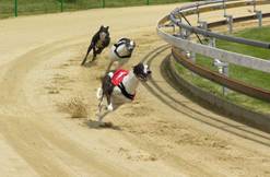 dostihova_draha_Praskacka_Czech_Greyhound_Racing_Federation_image076.jpg