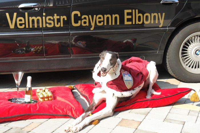 Zlatý chrt Golden Greyhound - Česká greyhound dostihová federace Greyhound_Cayenn_Velmistr_DSC01626.JPG