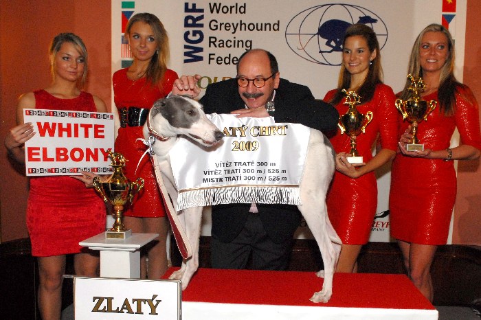 Zlaty_Chrt_Velmistr_White_Setlik_Czech_Greyhound_Racing_Federation_Dsc_0161.jpg