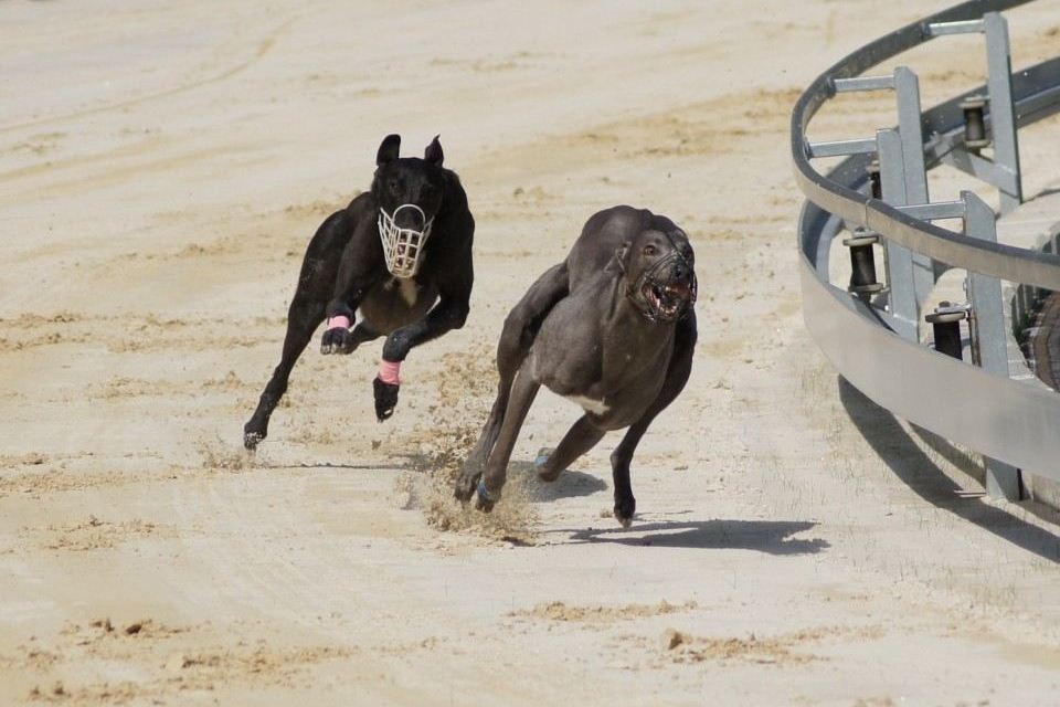 Race_track_Greyhound_Park_Motol_Ceska_greyhound_dostihova_federace_DSC09340.jpg