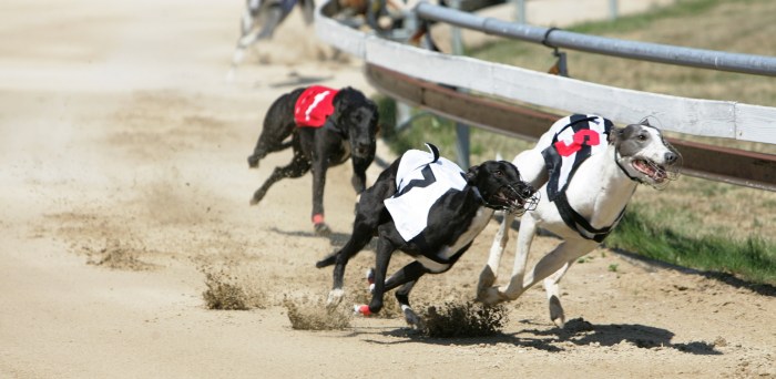 Praskacka_greyhound_racing_NQ1M6088.JPG