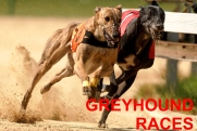 chrti_dostihy_Ceske_greyhound_dostihove_federace_na_draze_Praskacka_EN.jpg