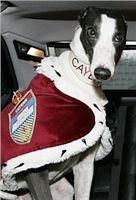 Greyhound_Cayenn_Velmistr-limo_Czech_Greyhound_Racing_Federation_Nq1m1031-v-upr.jpg