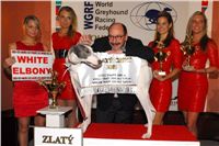 Zlaty_Chrt_Velmistr_White_Setlik_Czech_Greyhound_Racing_Federation_Dsc_0161.jpg