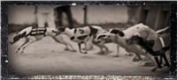 Czech_Greyhound_Racing_Federation_5_NQ1M7073.jpg