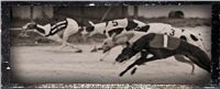Czech_Greyhound_Racing_Federation_8_NQ1M7076.JPG