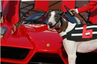 racing_greyhound_White_Elbony_Ferrari_Enzo_NQ1M8402.JPG