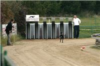 halloween-punk-rock-greyhound-race-czech-greyhound-racing-federation-NQ1M9385.jpg