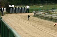 halloween-punk-rock-greyhound-race-czech-greyhound-racing-federation-NQ1M9401.JPG