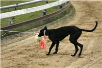 halloween-punk-rock-greyhound-race-czech-greyhound-racing-federation-NQ1M9420.JPG