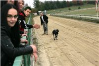 halloween-punk-rock-greyhound-race-czech-greyhound-racing-federation-NQ1M9440.JPG