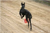 halloween-punk-rock-greyhound-race-czech-greyhound-racing-federation-NQ1M9461.JPG halloween-punk-rock-greyhound-race-czech-greyhound-racing-federation-NQ1M9461.jpg