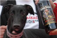 halloween-punk-rock-greyhound-race-czech-greyhound-racing-federation-jamaican-rum-DSC01876-v.JPG