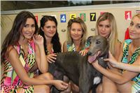 Greyhound_Park_Prague_Motol_greyhound_Gucci_CGDF_IMG_0143.JPG