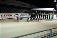 Prague_Night_Greyhound_Race_Greyhound_Park_Motol_CGDF_IMG_5442.JPG