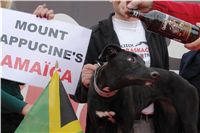 halloween-punk-rock-greyhound-race-czech-greyhound-racing-federation-DSC01880.JPG