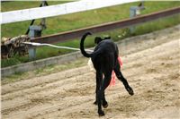 halloween-punk-rock-greyhound-race-czech-greyhound-racing-federation-NQ1M9417.JPG