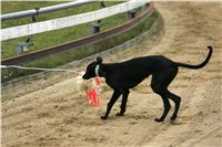 halloween-punk-rock-greyhound-race-czech-greyhound-racing-federation-NQ1M9420.JPG