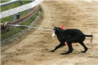 halloween-punk-rock-greyhound-race-czech-greyhound-racing-federation-NQ1M9445.JPG