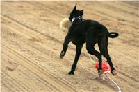 halloween-punk-rock-greyhound-race-czech-greyhound-racing-federation-NQ1M9458.JPG