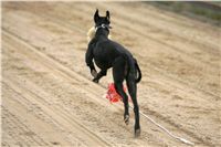 halloween-punk-rock-greyhound-race-czech-greyhound-racing-federation-NQ1M9461.JPG