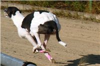 chrti_trenink_23-10-2010_ceska_greyhound_dostihova_federace_DSC02311.JPG