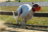 chrti_trenink_23-10-2010_ceska_greyhound_dostihova_federace_DSC02312.JPG