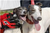 chrti_trenink_23-10-2010_ceska_greyhound_dostihova_federace_DSC02326.JPG