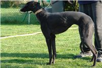 chrti_trenink_23-10-2010_ceska_greyhound_dostihova_federace_DSC02333.JPG