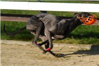 chrti_trenink_23-10-2010_ceska_greyhound_dostihova_federace_DSC02340.JPG