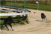 chrti_trenink_23-10-2010_ceska_greyhound_dostihova_federace_DSC02341.JPG