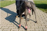 chrti_trenink_23-10-2010_ceska_greyhound_dostihova_federace_DSC02346.JPG