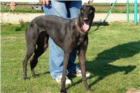 chrti_trenink_23-10-2010_ceska_greyhound_dostihova_federace_DSC02349.JPG