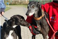 chrti_trenink_23-10-2010_ceska_greyhound_dostihova_federace_DSC02359.JPG