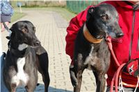 chrti_trenink_23-10-2010_ceska_greyhound_dostihova_federace_DSC02361.JPG