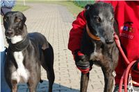 chrti_trenink_23-10-2010_ceska_greyhound_dostihova_federace_DSC02362.JPG