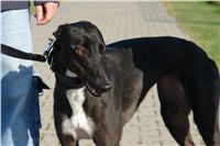 chrti_trenink_23-10-2010_ceska_greyhound_dostihova_federace_DSC02365.JPG