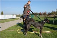 chrti_trenink_23-10-2010_ceska_greyhound_dostihova_federace_DSC02374.JPG