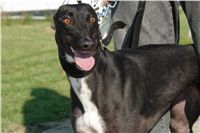 chrti_trenink_23-10-2010_ceska_greyhound_dostihova_federace_DSC02376.JPG