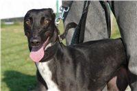 chrti_trenink_23-10-2010_ceska_greyhound_dostihova_federace_DSC02378.JPG