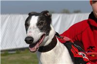 chrti_trenink_23-10-2010_ceska_greyhound_dostihova_federace_DSC02391.JPG