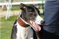 chrti_trenink_23-10-2010_ceska_greyhound_dostihova_federace_DSC02415.JPG