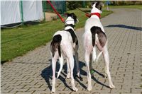 chrti_trenink_23-10-2010_ceska_greyhound_dostihova_federace_DSC02419.JPG