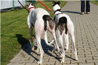 chrti_trenink_23-10-2010_ceska_greyhound_dostihova_federace_DSC02425.JPG